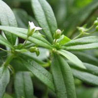 Cây lưỡi rắn có công dụng tuyệt vời với sức khỏe