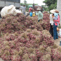 Hành tím Vĩnh Châu trúng mùa, giá tăng gấp đôi năm trước