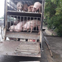 Giá heo hơi ngày 20/2/2023: Duy trì ở mức thấp, người nuôi thua lỗ