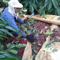 Giá nông sản ngày 21/2/2023: Cà phê giảm nhẹ, tiêu tăng 500 đồng/kg