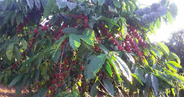 Giá nông sản ngày 24/2/2023: Cà phê quay đầu giảm, tiêu đạt 67.000 đồng/kg