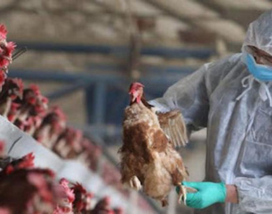 TP Hồ Chí Minh: Lên phương án phòng chống cúm A (H5N1)