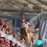 TP Hồ Chí Minh: Lên phương án phòng chống cúm A (H5N1)