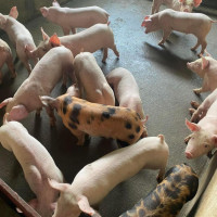 Giá heo hơi ngày 4/3/2023: Miền Trung và miền Nam giảm nhẹ