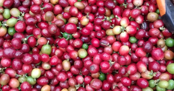 Giá nông sản ngày 14/3/2023: Cà phê Arabica tăng, tiêu đạt 66.000 đồng/kg