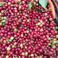 Giá nông sản ngày 14/3/2023: Cà phê Arabica tăng, tiêu đạt 66.000 đồng/kg