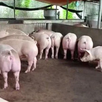 Kiến nghị giảm thuế nhập khẩu nguyên liệu để tháo gỡ khó khăn chăn nuôi heo