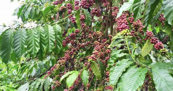 Giá nông sản ngày 16/3/2023: Cà phê giảm liên tiếp, tiêu đạt 66.000 đồng/kg