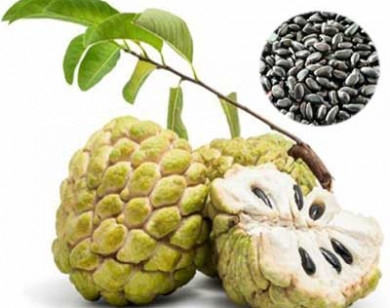 Những loại quả chứa độc tố trong hạt cần thận trọng khi ăn 