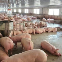 Giá heo hơi hôm nay 17/3/2023: Ghi nhận vài nơi giảm 1.000 - 3.000 đồng/kg