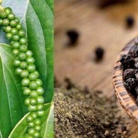 Giá nông sản ngày 17/3/2023: Giá tiêu giữ ổn định, cà phê giảm 200 đồng
