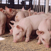 Giá heo hơi hôm nay 18/3/2023: Tăng 3.000 đồng/kg