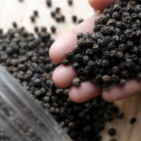 Giá nông sản ngày 19/3/2023: Giá tiêu xu hướng đi ngang
