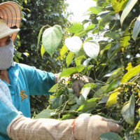 Giá nông sản ngày 20/3/2023: Giá tiêu xu hướng đi ngang