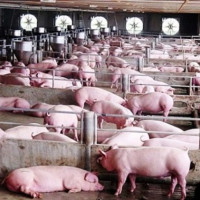 Phát triển chăn nuôi tuần hoàn: Cần cơ chế khuyến khích doanh nghiệp, hợp tác xã