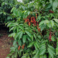 Giá nông sản ngày 23/3/2023: Cà phê giảm nhẹ, tiêu đạt 66.000 đồng/kg