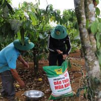Vườn cà phê ba tầng sinh thái nâng cao thu nhập cho người nông dân 