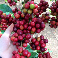 Giá nông sản ngày 26/3/2023: Cà phê tăng 2.000 đồng/kg, tiêu giảm 500 đồng/kg