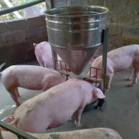 Giá heo hơi ngày 26/3/2023: Biến động 1.000 - 4.000 đồng/kg