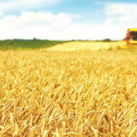 Lúa mì BĐG chịu hạn ngày càng được chấp thuận tại nhiều quốc gia trên thế giới