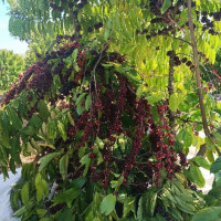 Giá nông sản ngày 28/3/2023: Cà phê tiếp tục tăng, tiêu đạt 66.000 đồng/kg