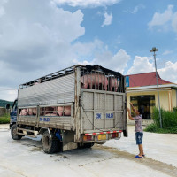 Giá heo hơi ngày 28/3/2023: Biến động 1.000 - 2.000 đồng/kg