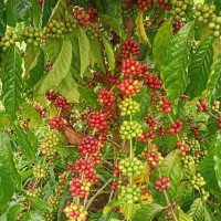 Giá nông sản ngày 1/4/2023: Cà phê quay đầu giảm, tiêu đạt 66.000 đồng/kg