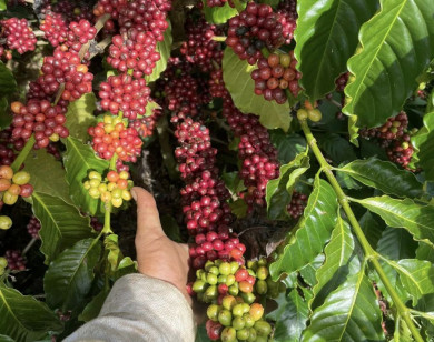 Giá nông sản ngày 2/4/2023: Cà phê ở mức cao, tiêu giảm 500 đồng/kg