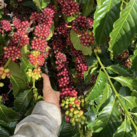 Giá nông sản ngày 2/4/2023: Cà phê ở mức cao, tiêu giảm 500 đồng/kg