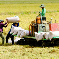 Xuất khẩu gạo tăng mạnh cả về lượng và giá trị