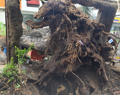 TP Hồ Chí Minh chỉ đạo nóng vụ cây đổ khiến 7 người bị thương
