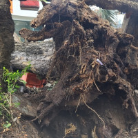 TP Hồ Chí Minh chỉ đạo nóng vụ cây đổ khiến 7 người bị thương