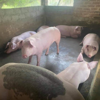 Giá heo hơi ngày 8/4/2023: Cao nhất đạt 52.000 đồng/kg