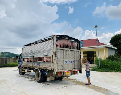 Giá heo hơi ngày 9/4/2023: Biến động 1.000 - 3.000 đồng/kg