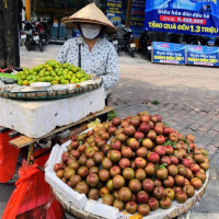 Mơ mận đầu mùa giá cao vẫn đắt khách