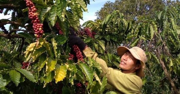 Giá nông sản ngày 12/4/2023: Cà phê tăng mạnh, tiêu đạt 66.000 đồng/kg