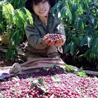 Giá nông sản ngày 14/4/2023: Cà phê tăng mạnh, hồ tiêu ổn định