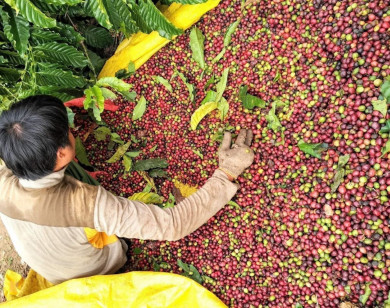 Giá nông sản ngày 16/4/2023: Cà phê và tiêu đồng loạt tăng