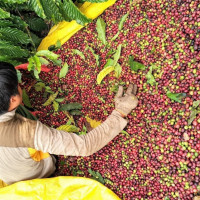 Giá nông sản ngày 16/4/2023: Cà phê và tiêu đồng loạt tăng