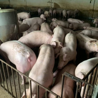 Giá heo hơi ngày 16/4/2023: Biến động 1.000 - 3.000 đồng/kg