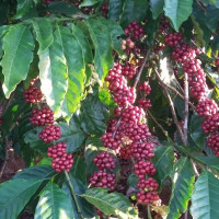 Giá nông sản ngày 22/4/2023: Cà phê tăng trở lại, hồ tiêu đạt 67.000 đồng/kg