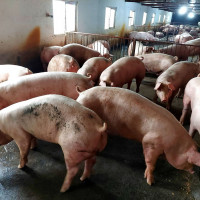 Giá heo hơi hôm nay 23/4/2023: Tăng 1.000 - 5.000 đồng/kg