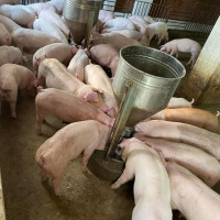 Giá heo hơi hôm nay 24/4/2023: Heo hơi có thể đạt 59.000 đồng/kg