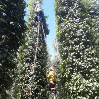Giá nông sản ngày 27/4/2023: Cà phê giảm nhẹ, hồ tiêu tăng 1.500 đồng/kg