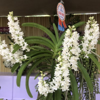 Hàng nghìn sắc hoa tại “Festival Hoa lan TP Hồ Chí Minh lần thứ hai”