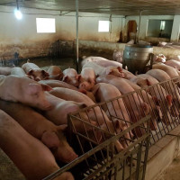 Giá heo hơi hôm nay 29/4/2023: Tăng 1.000 - 2.000 đồng/kg