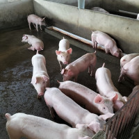 Giá heo hơi hôm nay 30/4/2023: Biến động 1.000 - 3.000 đồng/kg