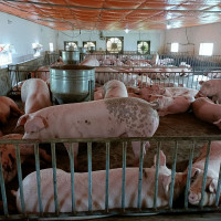 Giá heo hơi hôm nay 4/5/2023: Heo hơi đạt 60.000 đồng/kg người nuôi có lãi?