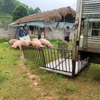 Giá heo hơi hôm nay 5/5/2023: Có nơi tăng 1.000 - 2.000 đồng/kg