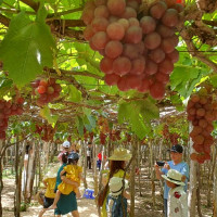 Chuỗi 12 sự kiện đặc sắc tại lễ hội Nho - Vang Ninh Thuận năm 2023